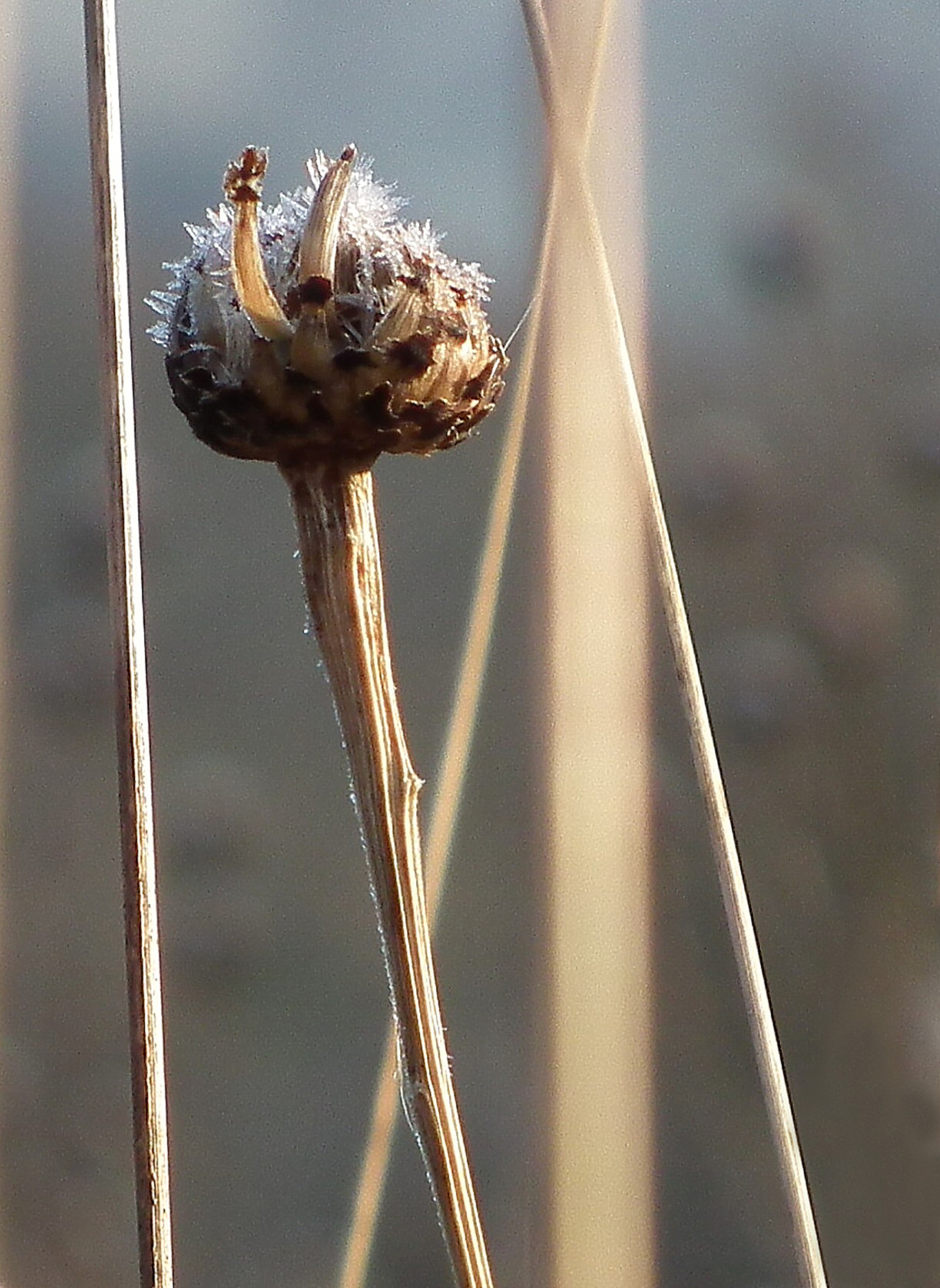 FROSTICLE Bill Bagley Photography